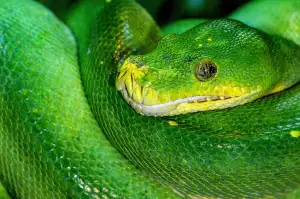 Python Download