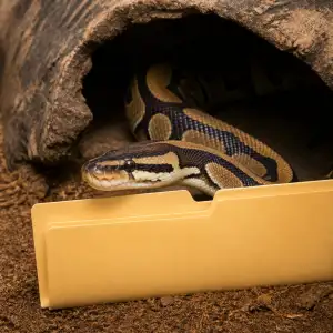 Python